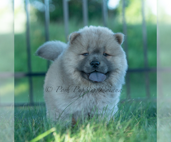 Medium Photo #5 Chow Chow Puppy For Sale in WARSAW, IN, USA