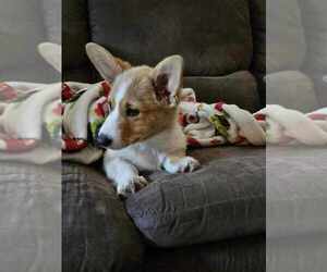 Pembroke Welsh Corgi Puppy for sale in FORT WORTH, TX, USA