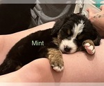Small Photo #11 Bernese Mountain Dog Puppy For Sale in VILONIA, AR, USA