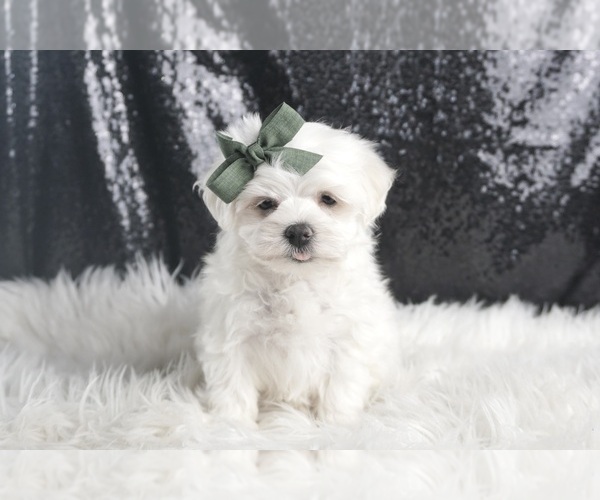 Medium Photo #117 Maltese Puppy For Sale in WARSAW, IN, USA