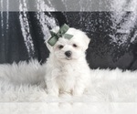 Small Photo #117 Maltese Puppy For Sale in WARSAW, IN, USA