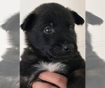 Small Mutt