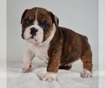 Small Photo #1 Bulldog Puppy For Sale in NAPPANEE, IN, USA