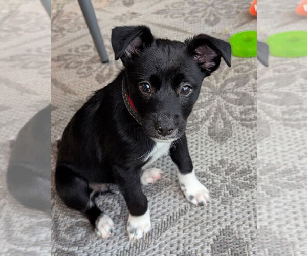 Medium Photo #1 Mutt Puppy For Sale in Bellevue, WA, USA