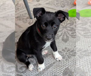 Mutt Dogs for adoption in Bellevue, WA, USA