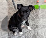 Small Mutt
