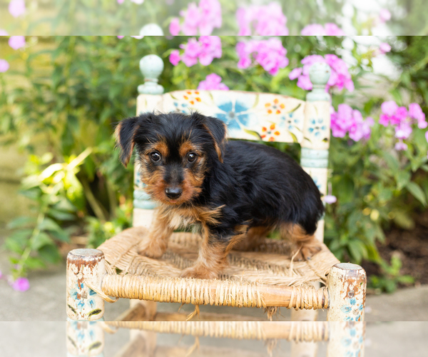 Medium Photo #3 Yorkshire Terrier Puppy For Sale in NAPPANEE, IN, USA