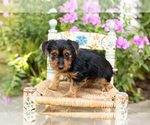 Small #2 Yorkshire Terrier