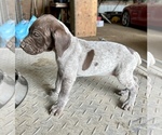 Small #2 German Shorthaired Pointer