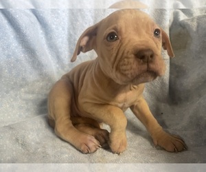 American Bully-Cane Corso Mix Puppy for sale in CHUBBUCK, ID, USA
