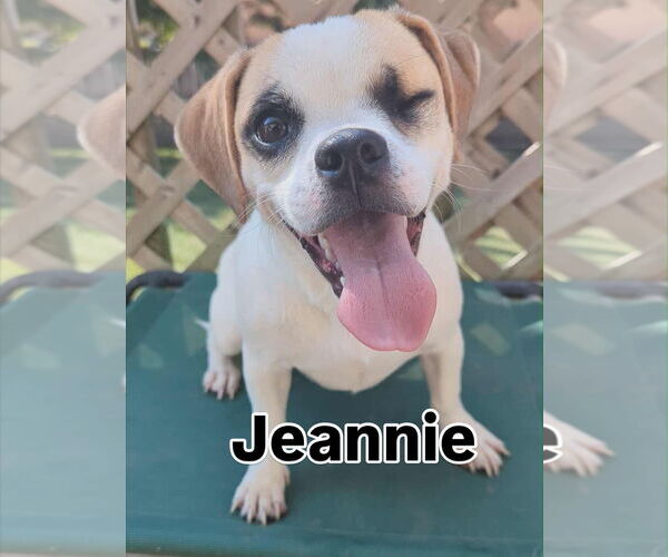 Medium Photo #5 Cheagle Puppy For Sale in Lincolnwood, IL, USA