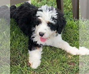 Bernedoodle (Miniature) Puppy for sale in NILES, MI, USA