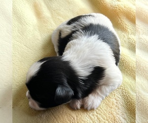 Shih Tzu Puppy for sale in VANCOUVER, WA, USA