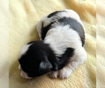 Image preview for Ad Listing. Nickname: Dolly