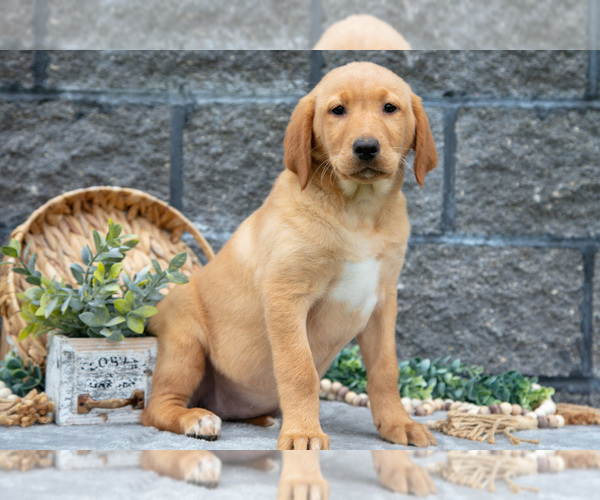 Medium Photo #38 Labrador Retriever Puppy For Sale in MILLERSBURG, OH, USA