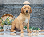 Small Photo #38 Labrador Retriever Puppy For Sale in MILLERSBURG, OH, USA