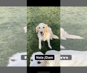 Mother of the Golden Retriever puppies born on 11/29/2022