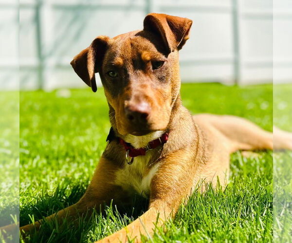 Medium Photo #23 Mutt Puppy For Sale in Canton, CT, USA