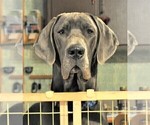 Small Photo #1 Great Dane Puppy For Sale in BANGOR, WI, USA