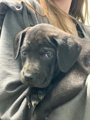 Labrador Retriever Puppy for sale in MYRTLE, MS, USA