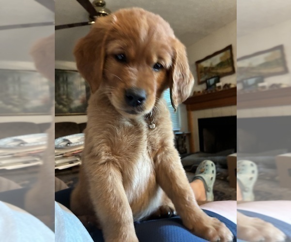Medium Photo #4 Goldendoodle (Miniature) Puppy For Sale in GROVE CITY, OH, USA
