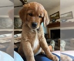 Small #3 Goldendoodle (Miniature)