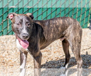 Happy - Male Labrador Retriever-Unknown Mix Dog for Adoption - Photo #4