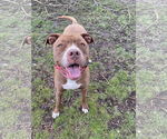 Small #6 American Pit Bull Terrier-American Staffordshire Terrier Mix