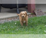 Small #5 Goldendoodle (Miniature)