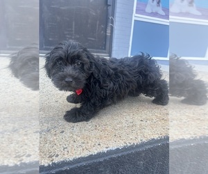 Yorkipoo Puppy for sale in RANDOLPH, MA, USA