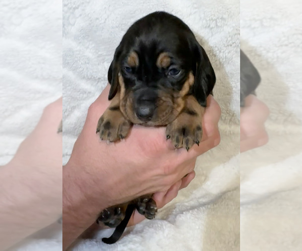 Medium Photo #2 Black and Tan Coonhound-Bluetick Coonhound Mix Puppy For Sale in OAK HILLS, CA, USA