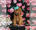 Small Photo #5 Miniature Labradoodle Puppy For Sale in OXFORD, PA, USA