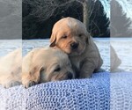 Small Photo #2 Golden Retriever Puppy For Sale in PRINCEVILLE, IL, USA