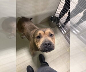 Mutt Dogs for adoption in Bakersfield, CA, USA