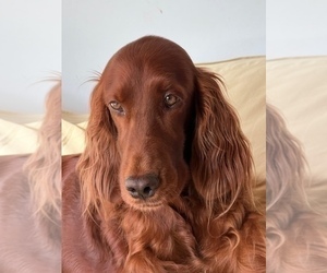 Irish Setter Puppy for Sale in KALAHEO, Hawaii USA