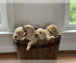 Small Photo #4 Golden Retriever Puppy For Sale in STAFFORD, VA, USA