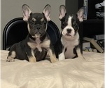 Small Photo #57 French Bulldog Puppy For Sale in JACKSONVILLE, FL, USA