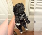 Puppy Puppy 2 Russian Tsvetnaya Bolonka