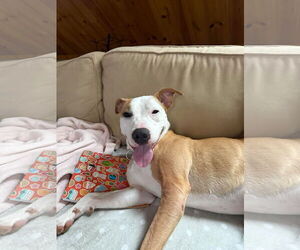Sachse - Female Mutt Dog for Adoption - Photo #10
