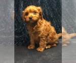 Small Photo #7 Cavapoo Puppy For Sale in BOWLING GREEN, KY, USA