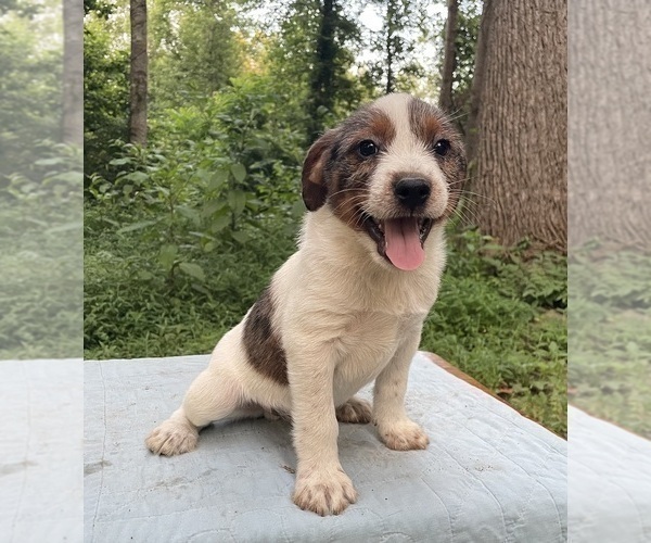 Medium Photo #1 Australian Shepherd-Mutt Mix Puppy For Sale in PROSPECT, VA, USA