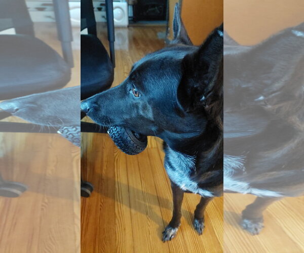 Medium Photo #20 Mutt Puppy For Sale in Oakhurst, NJ, USA