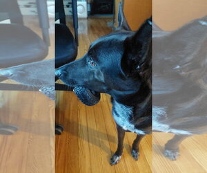 Indigo - Indeed a Good Boy! - Male Mutt Dog for Adoption - Photo #12