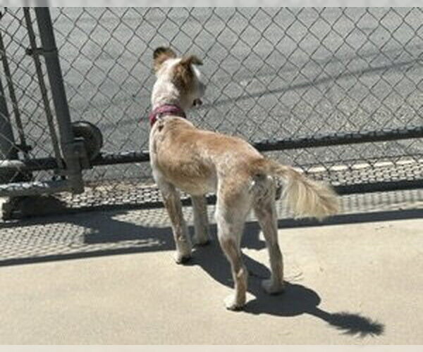 Medium Photo #8 Mutt Puppy For Sale in Corona, CA, USA
