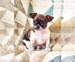 Puppy Lola Chihuahua