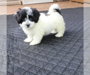 Havashu Puppy for sale in THAYER, KS, USA