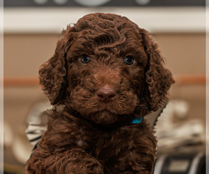 Goldendoodle-Poodle (Standard) Mix Dog for Adoption in PORTER, Oklahoma USA