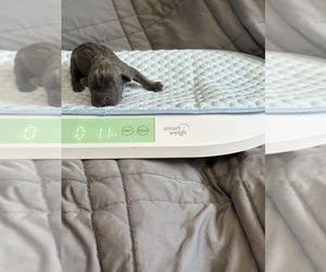 Cane Corso Puppy for sale in NEW TAZEWELL, TN, USA
