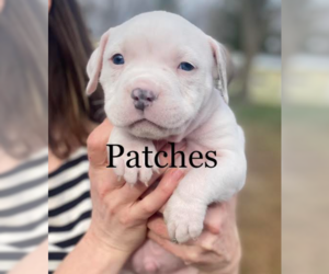 Bulldog-Unknown Mix Dogs for adoption in Brooklyn Center, MN, USA