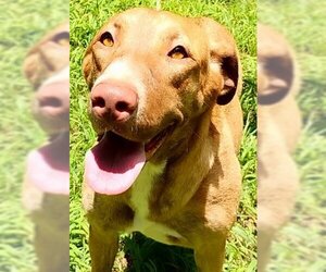 Labrador Retriever-Unknown Mix Dogs for adoption in Frankston, TX, USA